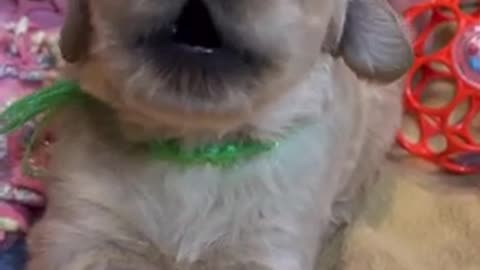 Beautiful dogs 🐶 trending video