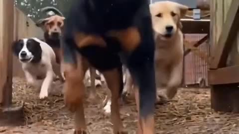 Dogs love their friends and bite their enemies