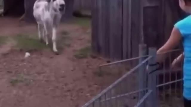 Sweet Donkey sees the owner that raised it after years apart