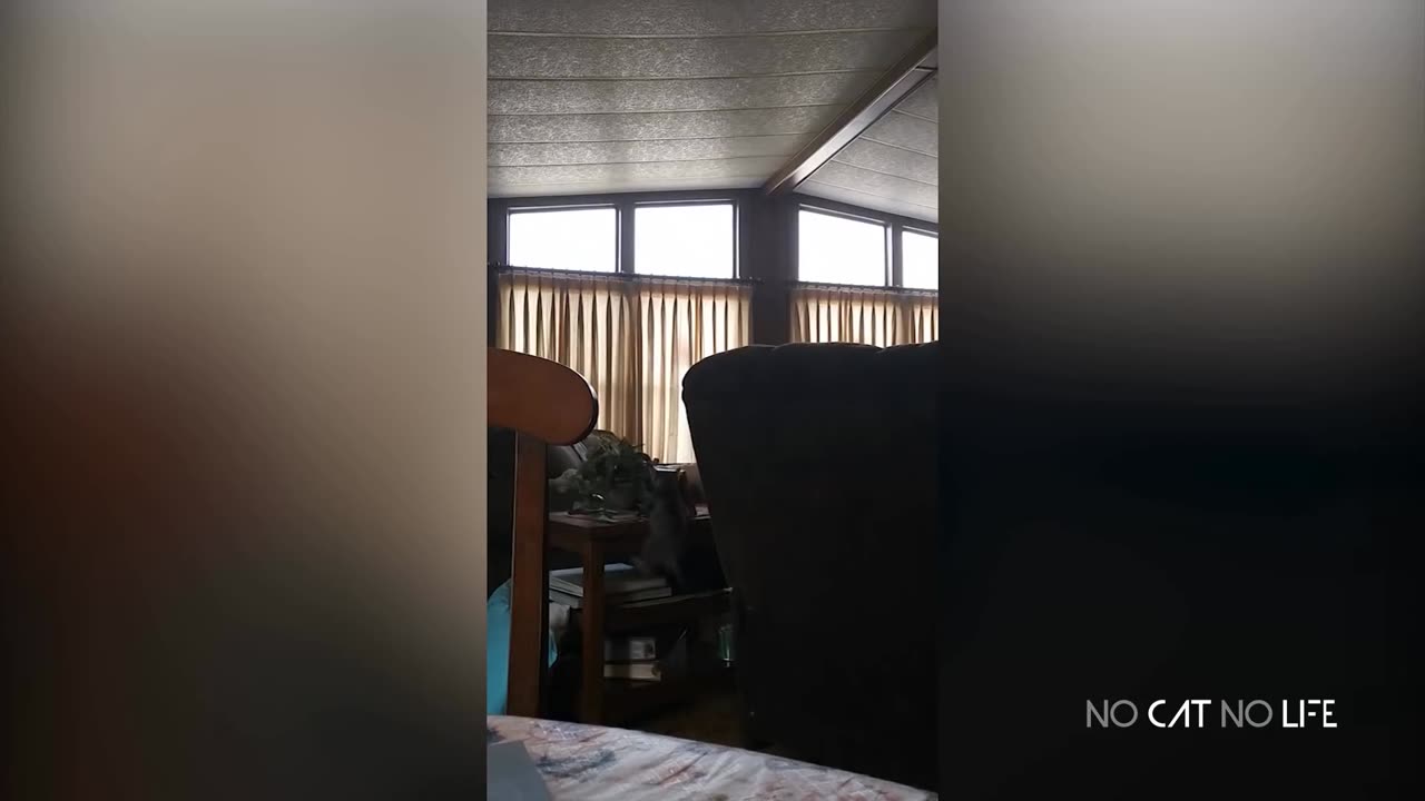 Super CUTE & FUNNY CATS videos - Can't Stop Laughing