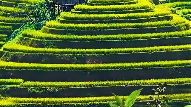 MORNING🙏.new amazing nature🌿🍃 relaxing life frsh view and relaxing music