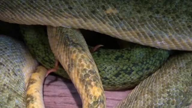 A Look at Spurs of a Male Green Tree Python