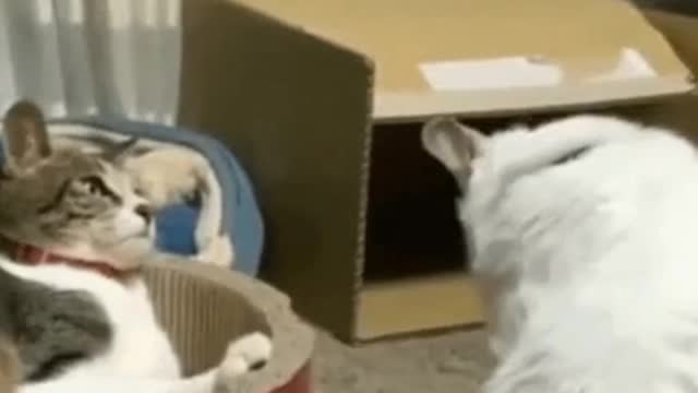 hit and sleep