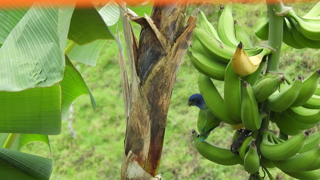 Parrot and Its Love for Bananas Fun Facts About Birds' Favorite Food!