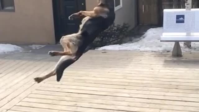 Funny Dog Fail : German Shepherd Misses Catch In Slow Motion