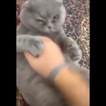This cat is a great Kung Fu master