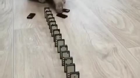 Cat plays with dominos, watch what she does next!