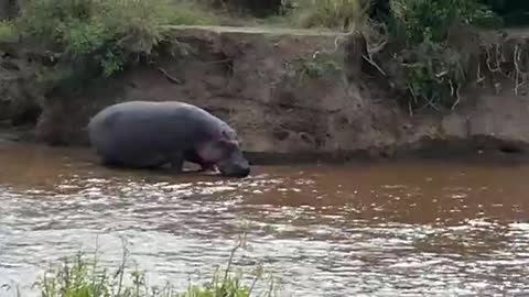 Hippos in close range