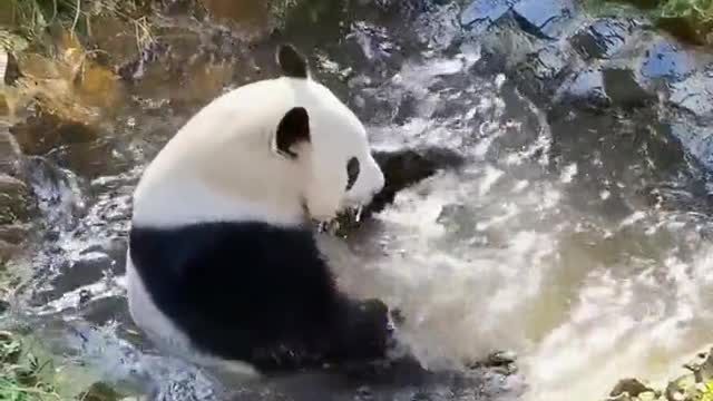 Giant panda takes a bath as happy as a child