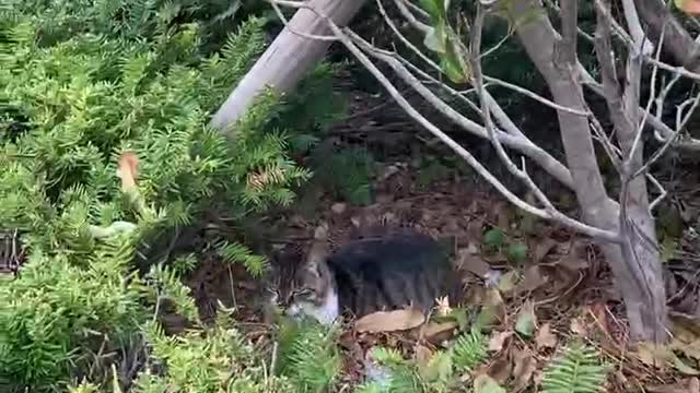 Meet a cat in the jungle2