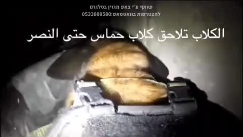 Using attack dogs to clear the underground tunnels in Gaza.
