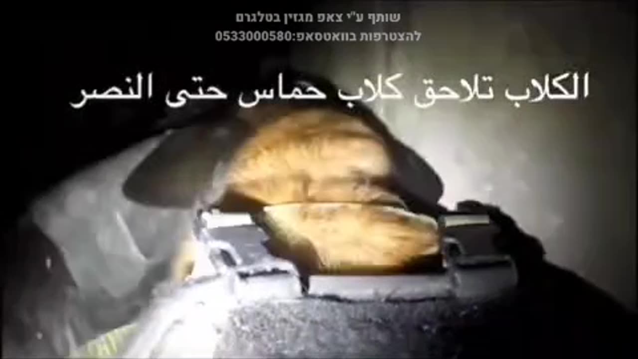 Using attack dogs to clear the underground tunnels in Gaza.