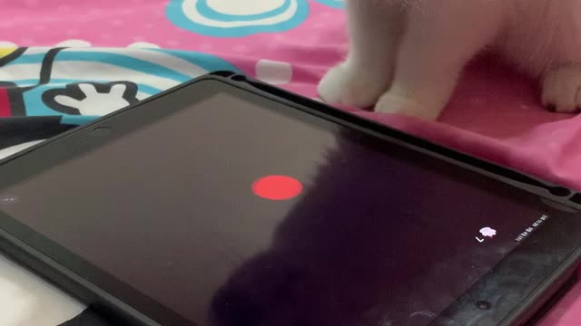 The kitten playing with ipad alone