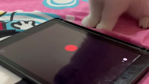 The kitten playing with ipad alone