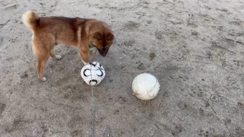 Dog and ball. Let's play!