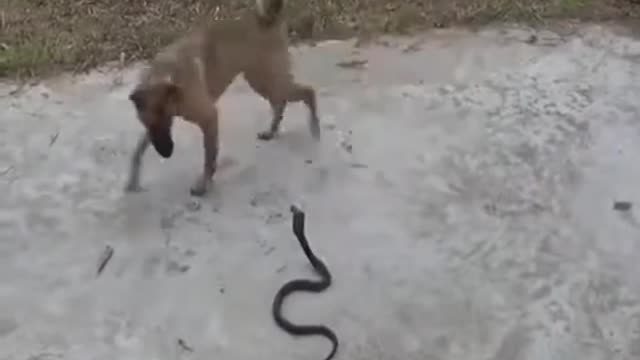 Look that how a dog saved a snake's life