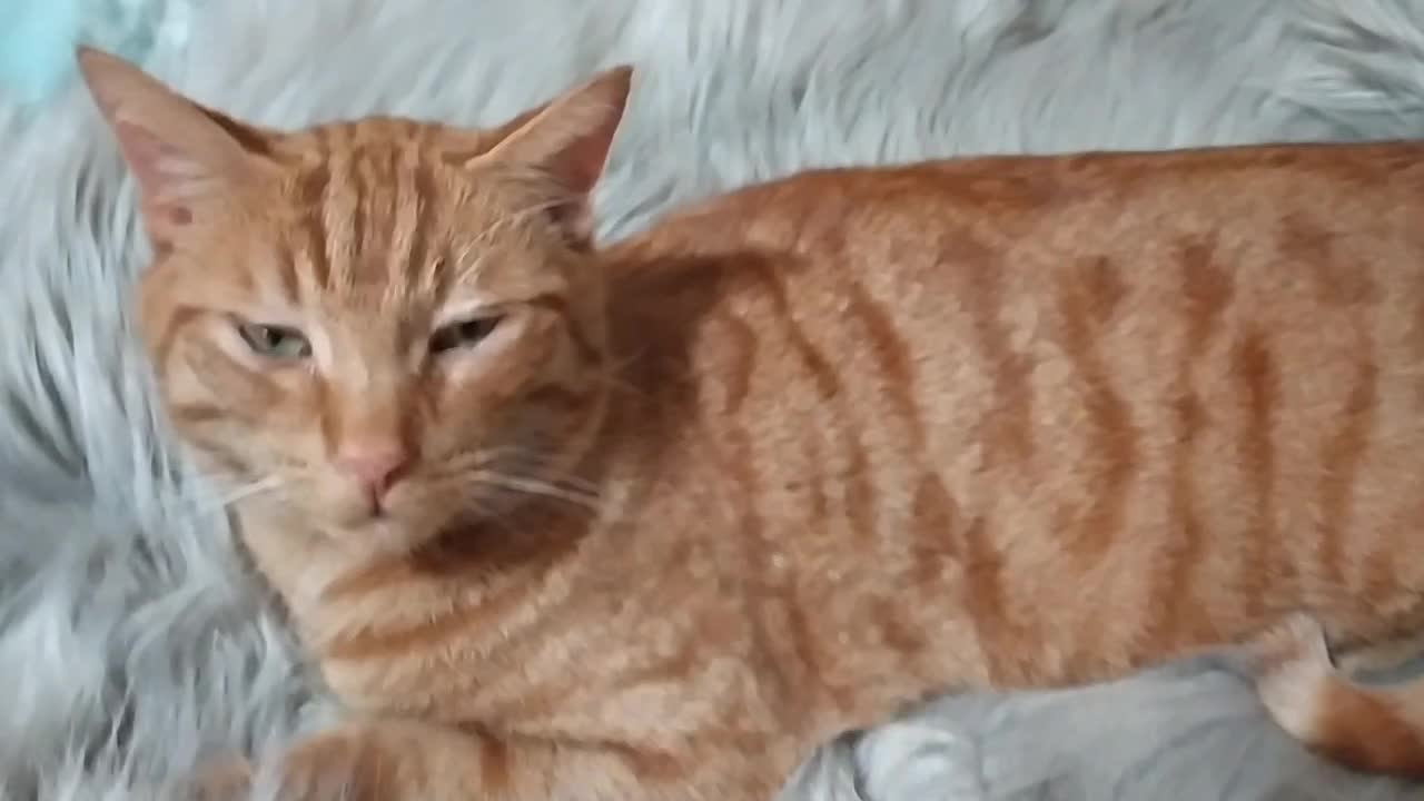 Ginger cat is angry because sth woke him up