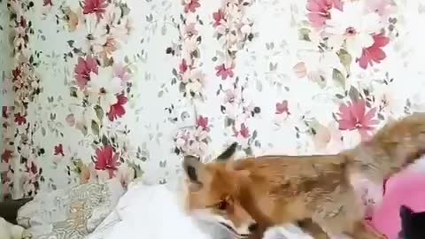 Fox played with the cat and used up all the energy in 2.5 seconds