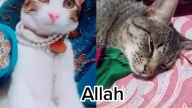 Masha Allah this cat is calling the name of Allah😩😠| #short cat viral videos