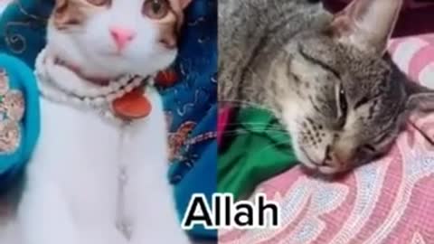 Masha Allah this cat is calling the name of Allah😩😭 | #short cat viral videos