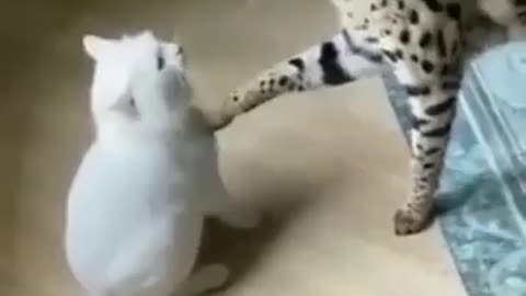 cat fight