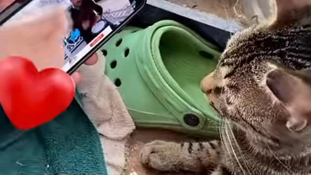 Gatito viendo vídeos