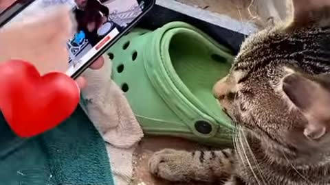 Gatito viendo vídeos