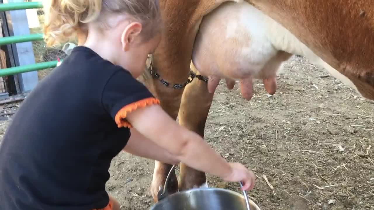 How to Milk a Cow. 2 yr. Old Baby Emma Milks the Family Cow All By Herself