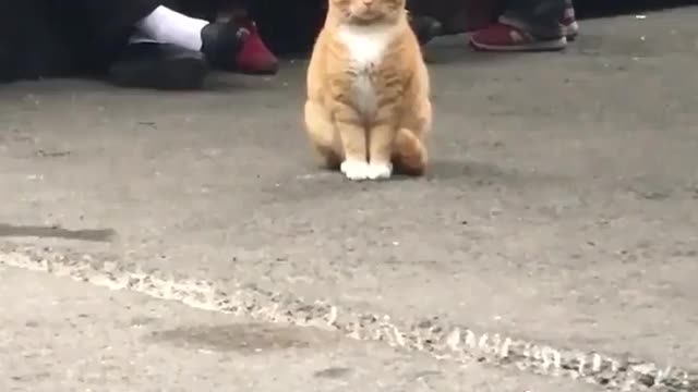 the cat sitting in the crowd