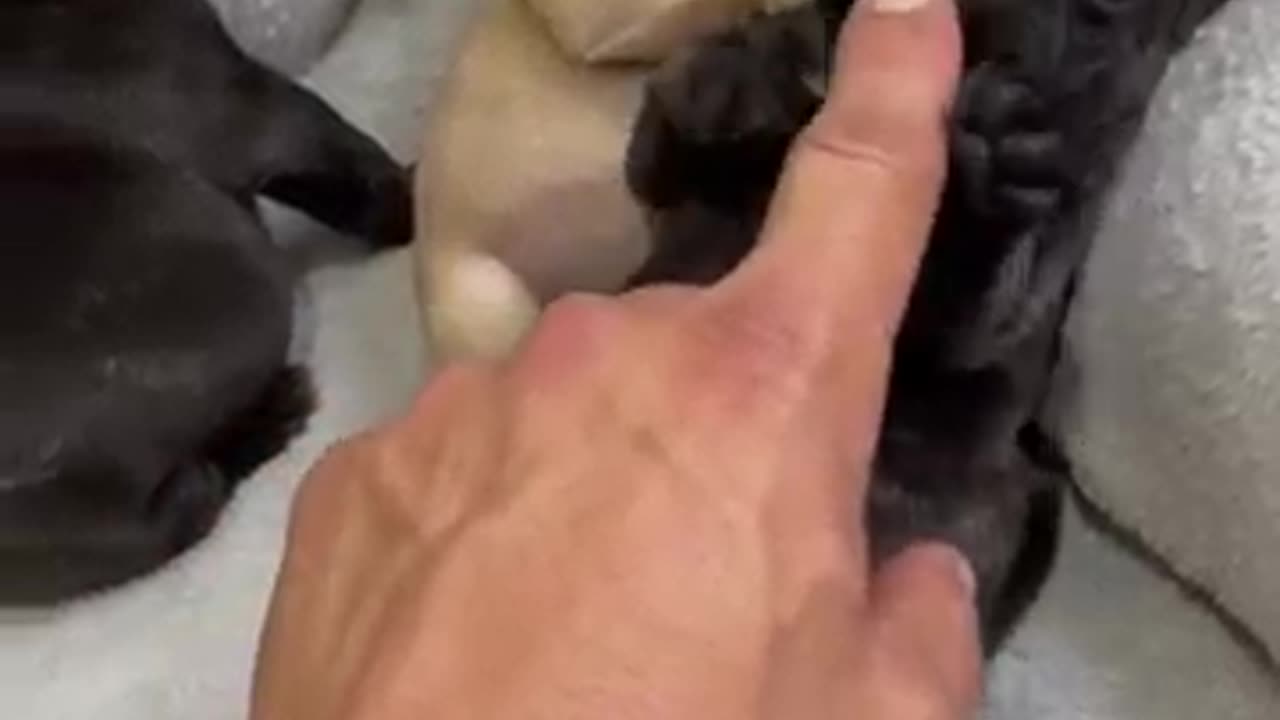 Dog playing