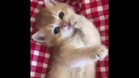 Cute Kittens Doing Funny Things - 2021