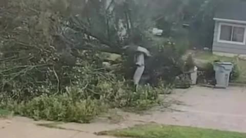 Cyclist Crashes into Falling Tree—Too Stunned to Stop? 🚴🌳