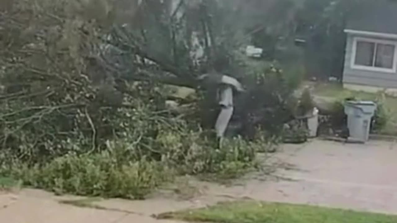 Cyclist Crashes into Falling Tree—Too Stunned to Stop? 🚴🌳