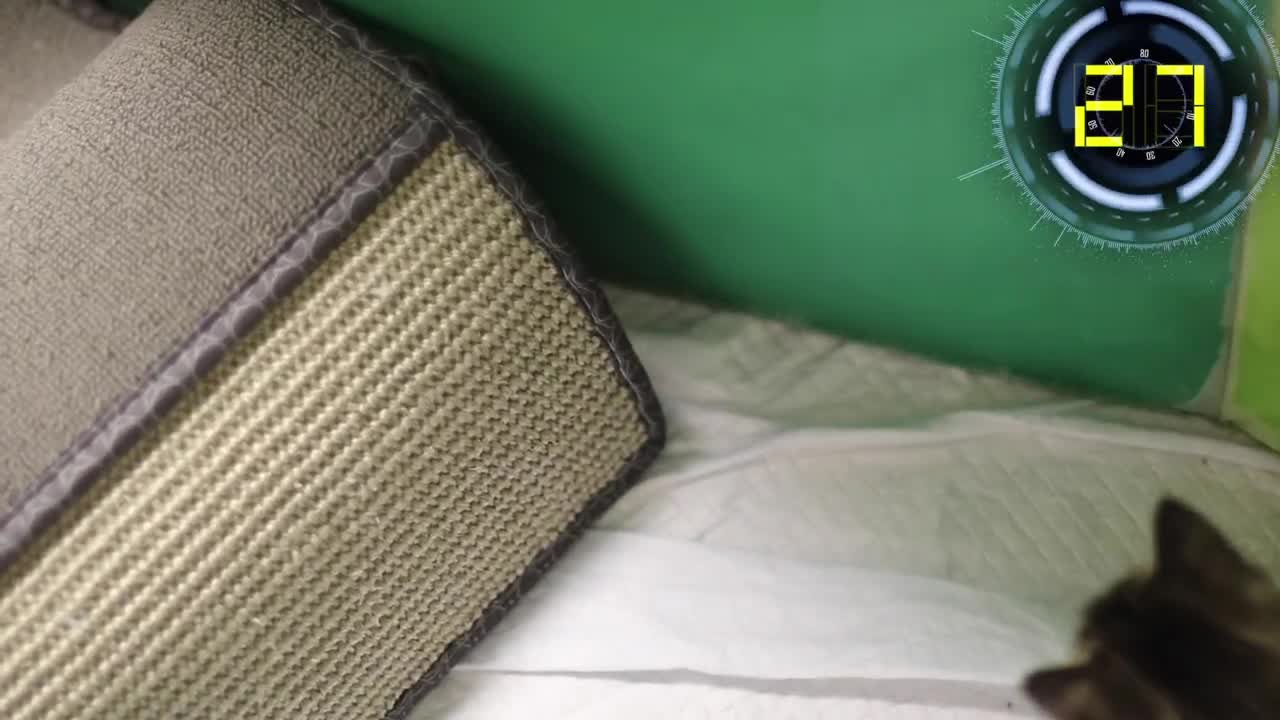 World Wrestling Cats 2020 | The Ultimate Kitten Fighting Competition