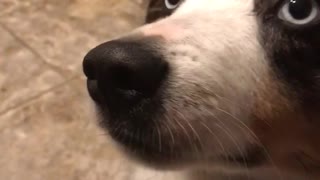 Dog enjoys veggie chips