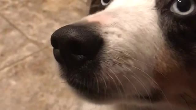 Dog enjoys veggie chips