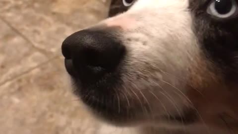 Dog enjoys veggie chips