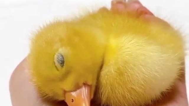 Baby Duck Sleepyhead