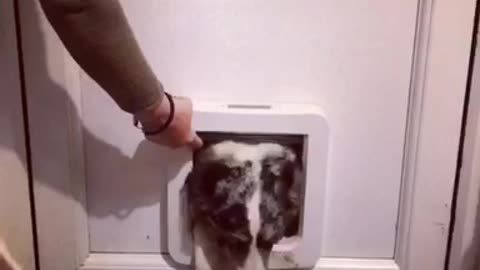 Owner opens doggy door and black and white dog tries to squeeze through and barely makes it