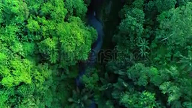 stock-footage-aerial-top-down-view-river-in-tropical-jungle-green-rainforest-k..mp4