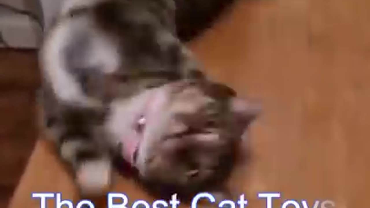 Best Funny Cat Videos