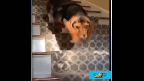 A dog runs off the ladder