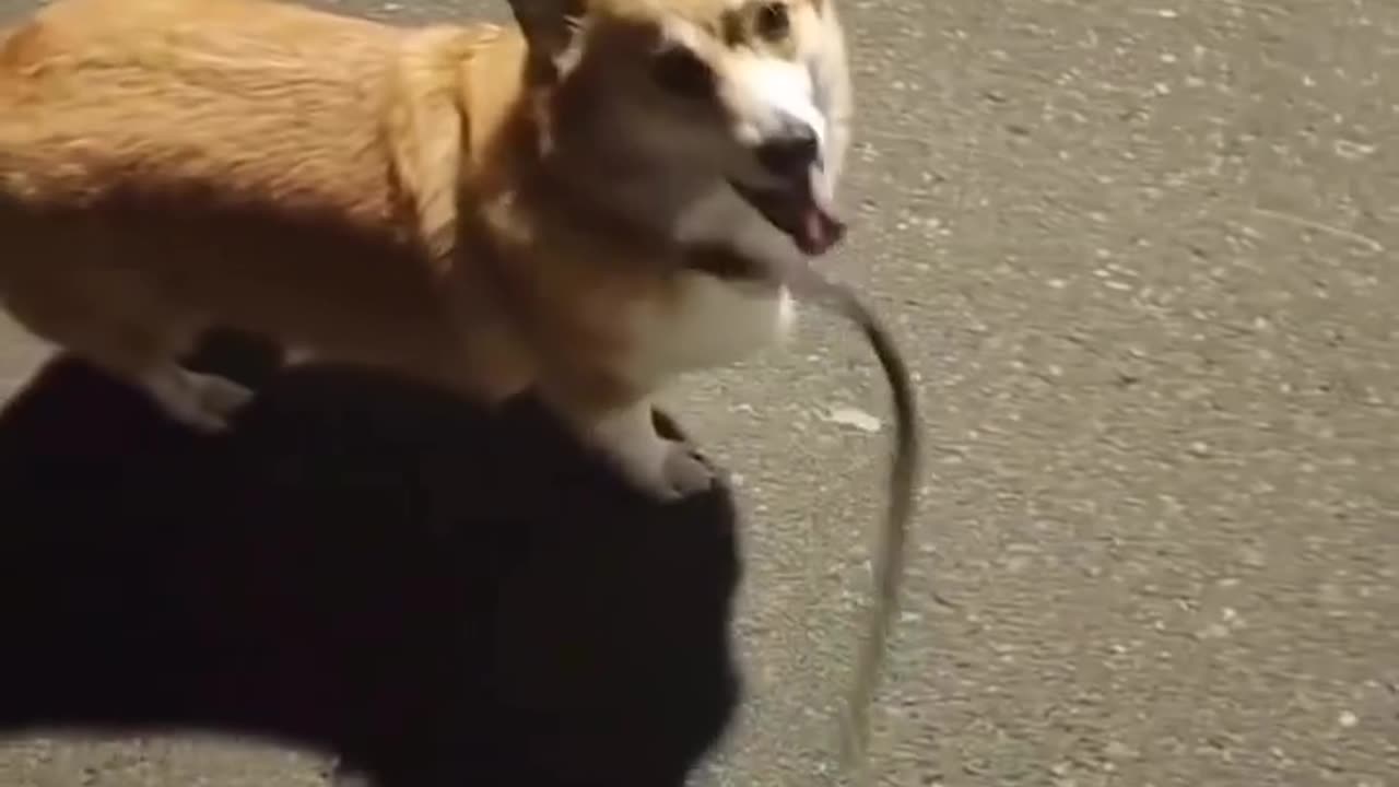 Funny animal video