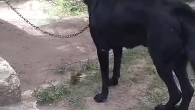 Cão amigo guarda da família