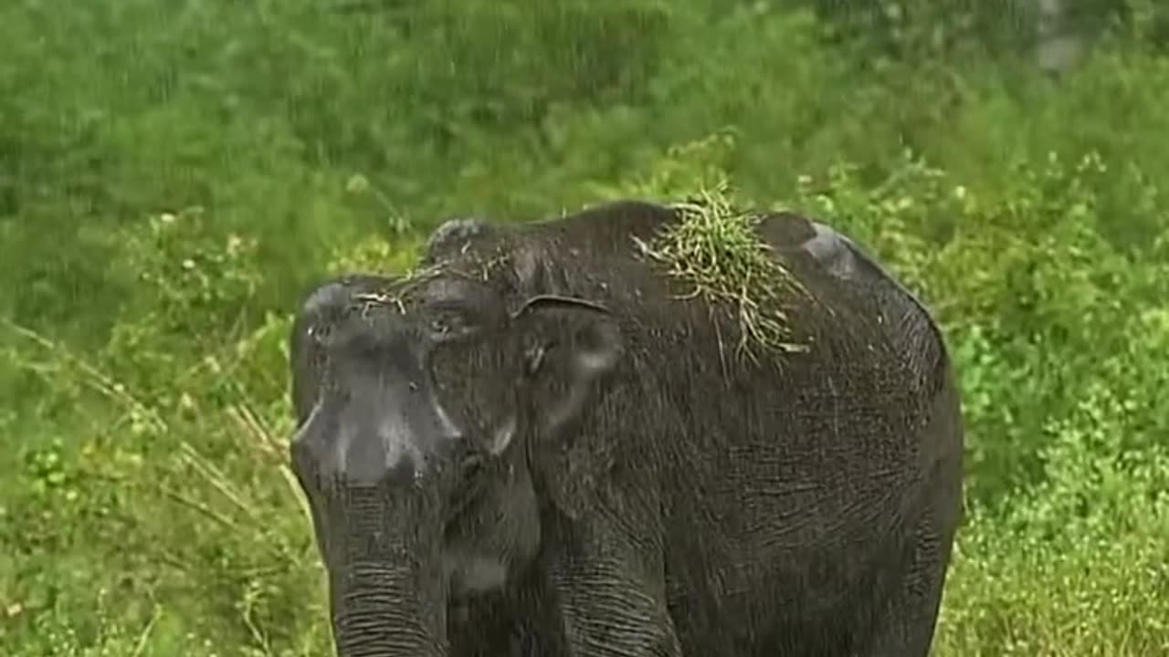 Elephant play in rain.