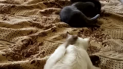 Game for small kittens that are 3 months old.