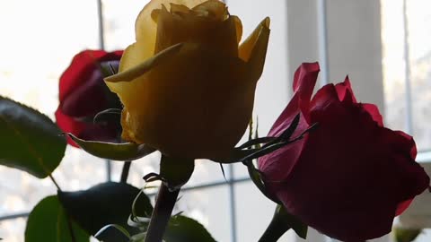 flowers and rabab music very very nice music and video