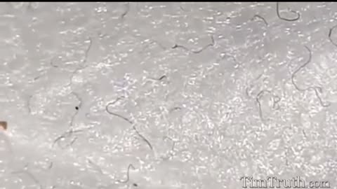 2021: The Year of the Morgie Mask