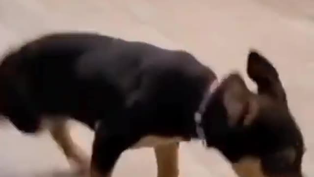 OMG_So_Cute_♡_Best_Funny_Cats_and_Dogs_Compilation