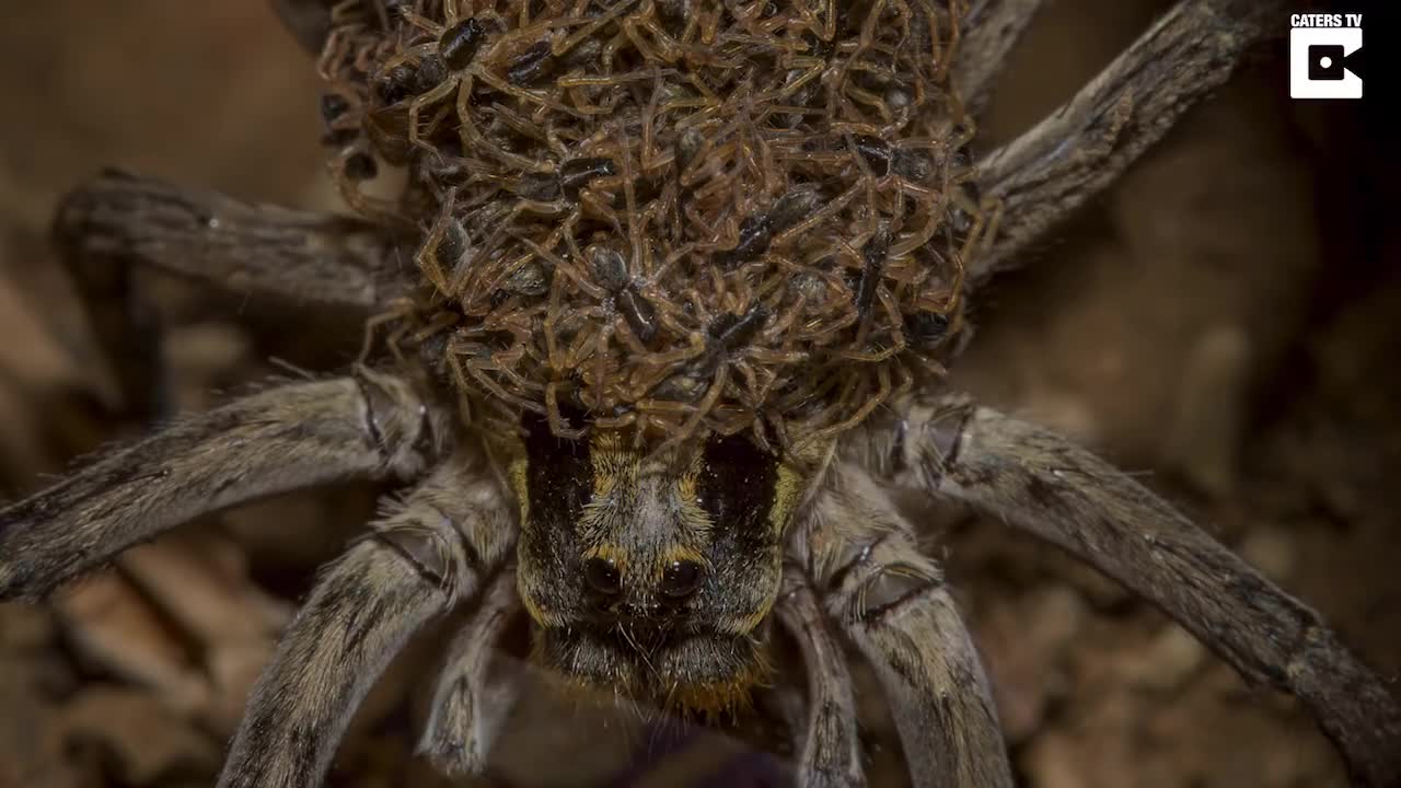 Mother Spider Caught Carrying Hundreds Of Babies